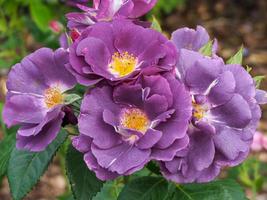 paarse pioenroos bloemen foto