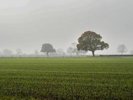 bomen en grasveld op een mistige ochtend foto