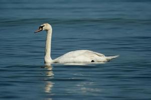 wit waardig zwanen resting Aan de blauw kalmte water van de Baltisch zee foto