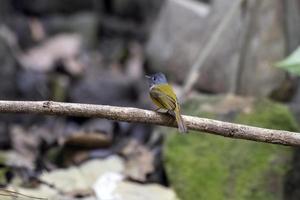 grijshoofdig kanarie-vliegenvanger of culicicapa ceylonensis gezien in rongtong, Indië foto