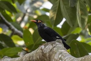 gemeenschappelijk heuvel myna of gracula religiosa opgemerkt in rongtong in west Bengalen, Indië foto