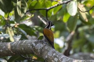 groter vlamrug of chrysocolapten guttacristatus gezien in rongtong in Indië foto