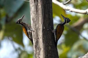 paar- van groter vlamrug of chrysocolapten guttacristatus gezien in rongtong foto