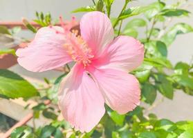 hibiscus roos bloem Aan tuin, geïsoleerd hibiscus roos bloem, hibiscus roos bloem voor liefde romantiek, maakt u voelen vers, helder, en voelt goed. gebruik het naar maken parfum of schoonheid bedrijf. foto