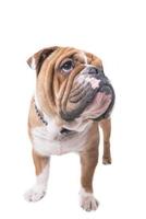 pup van Engels bulldog foto