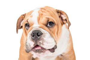 schattig Engels bulldog hond detailopname foto