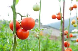 rijp biologisch tomaten in tuin klaar naar oogst, vers tomaten foto