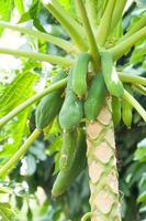 rauw papaja Aan de papaja boom in tuin foto
