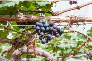 Purper rood druiven met groen bladeren Aan de Liaan in de tuin . vers fruit foto