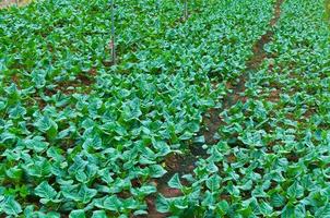 rijen vers plantage kinderkamer en groente van bekend landbouw Bij platteland in Thailand foto