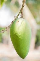 rauw mango fruit Aan de boom in tuin foto