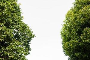 groen blad bladeren ontluikend in de voorjaar voor achtergrond, op de voorjaar natuurlijk achtergrond foto