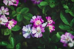 humeurig bloemen zomer achtergrond - gisteren roos door harnas - klein roze bloemen, donker groen bladeren foto