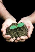 plant in de hand foto