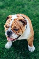 mannetje van Engels bulldog foto