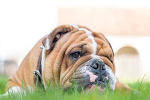 Engels bulldog in de gras foto