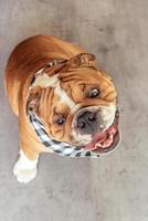 schattig en grappig bulldog foto
