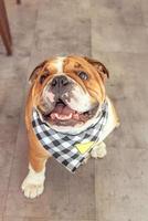 modieus Engels bulldog foto