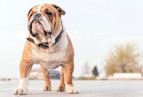 portret van Engels bulldog foto