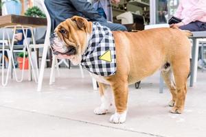 Engels bulldog in de stad foto