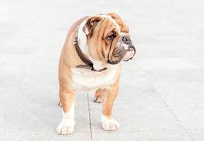 Engels bulldog pup foto