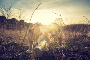 speels Engels buldoggen foto