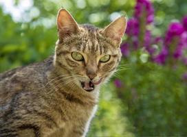 wilde kat met tong na heerlijk eet. dichtbij omhoog foto