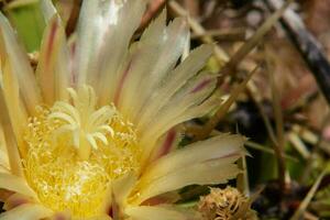 geel bloem van cactus ferocactus viridescens foto