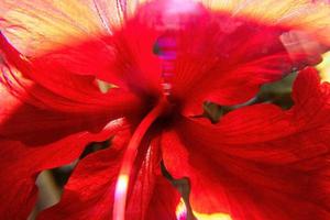 achtergrond macro foto van rood hibiscus bloem