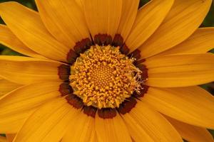 achtergrond geel bloem Gazania met bruin en zwart centrum foto