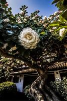 een camelia boom in vol bloeien. generatief ai foto