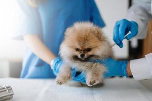 pommeren hond krijgen injectie met vaccin gedurende afspraak in een veterinair kliniek foto