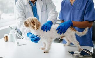 twee artsen zijn onderzoeken hem. veterinair geneeskunde concept. shih tzu hond in veterinair kliniek. foto