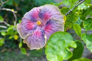 Purper en roze hibiscus bloeiend en zonlicht foto