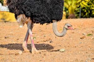 een struisvogel op zoek voor voedsel foto