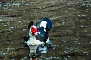 een wild vogel foto