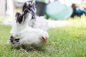 twee witte kippen op groen gras, kleurrijke haan. pik. kriel foto