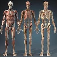 ai generatief menselijk anatomie - spieren en organen - 3d geven foto