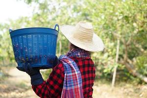 terug visie van Aziatisch tuinman houdt blauw mand Aan schouder in tuin. oogst vruchten. concept, landbouw bezigheid. boer is werken. landelijk levensstijl in Thailand. foto