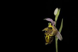 bloem van ophrys heldreichii, Kreta foto