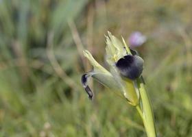 slangenkop iris - iris tuberosa of hermodactylus tuberosus, Kreta foto