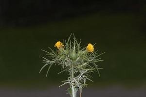 gevlekte gouden distel --scolymus maculatus--, Duitsland foto