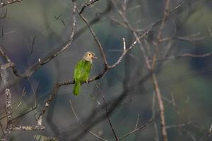 gelijnd barbet of psilopogon lineatus opgemerkt in rongtong in west Bengalen Indië foto