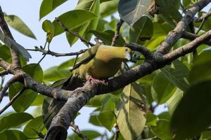 pin-tailed groen duif of treron apicuda gezien in rongtong in west Bengalen Indië foto