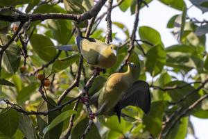 pin-tailed groen duif of treron apicuda gezien in rongtong in west Bengalen Indië foto