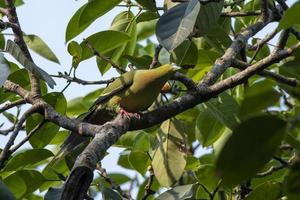 pin-tailed groen duif of treron apicuda gezien in rongtong in west Bengalen Indië foto