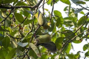 pin-tailed groen duif of treron apicuda gezien in rongtong in west Bengalen Indië foto