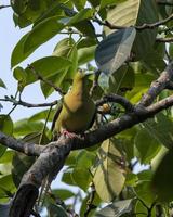 pin-tailed groen duif of treron apicuda gezien in rongtong in west Bengalen Indië foto