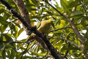 pin-tailed groen duif of treron apicuda gezien in rongtong in west Bengalen Indië foto