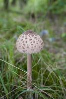 herfst champignons groeit in de Europese Woud foto